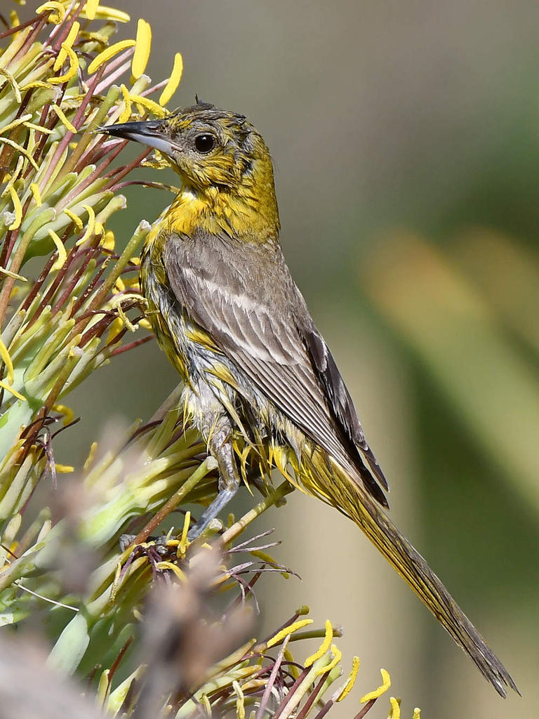 Oriole6.jpg