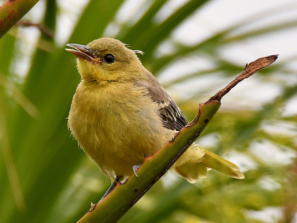Oriole6.jpg