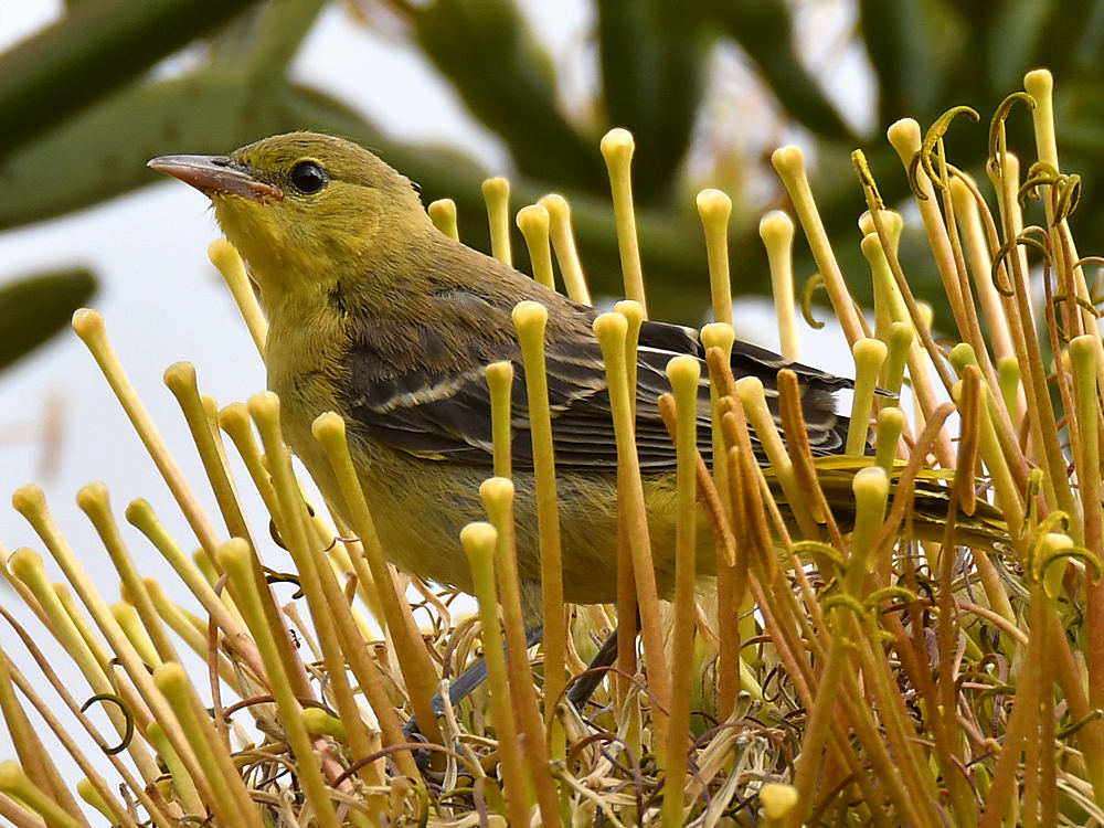 Oriole6.jpg