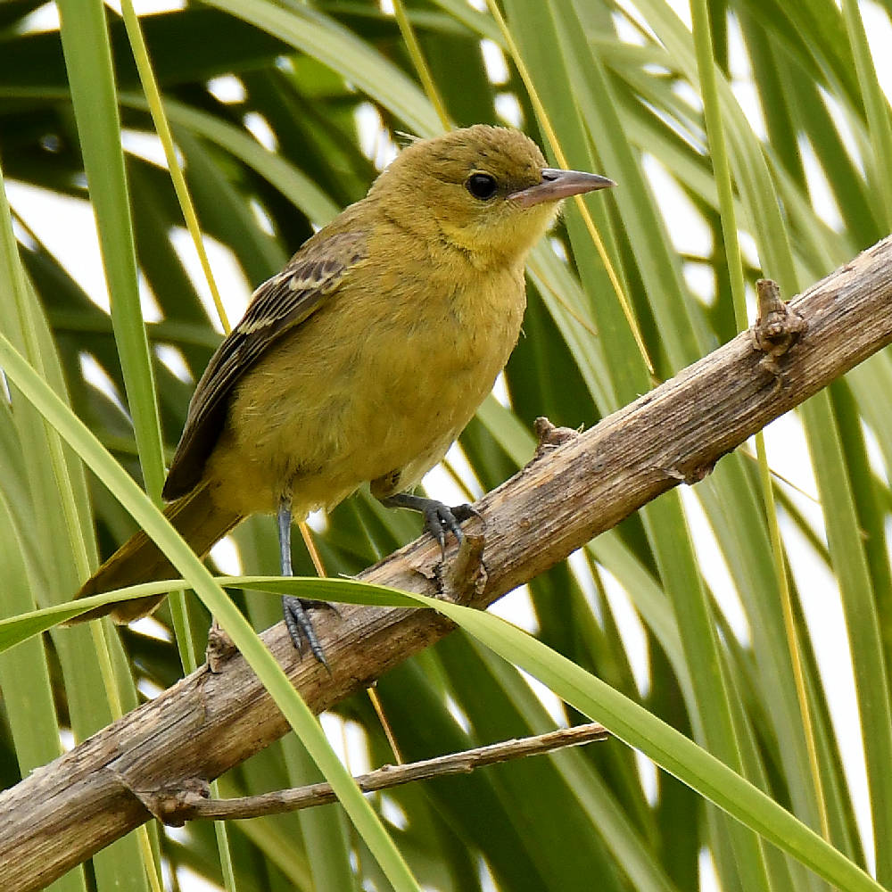 Oriole6.jpg
