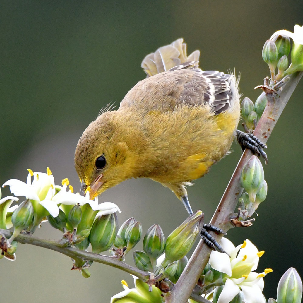 Oriole6.jpg