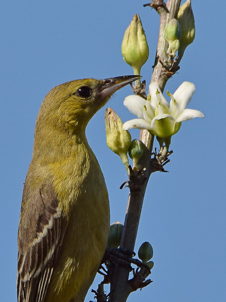 Oriole6.jpg