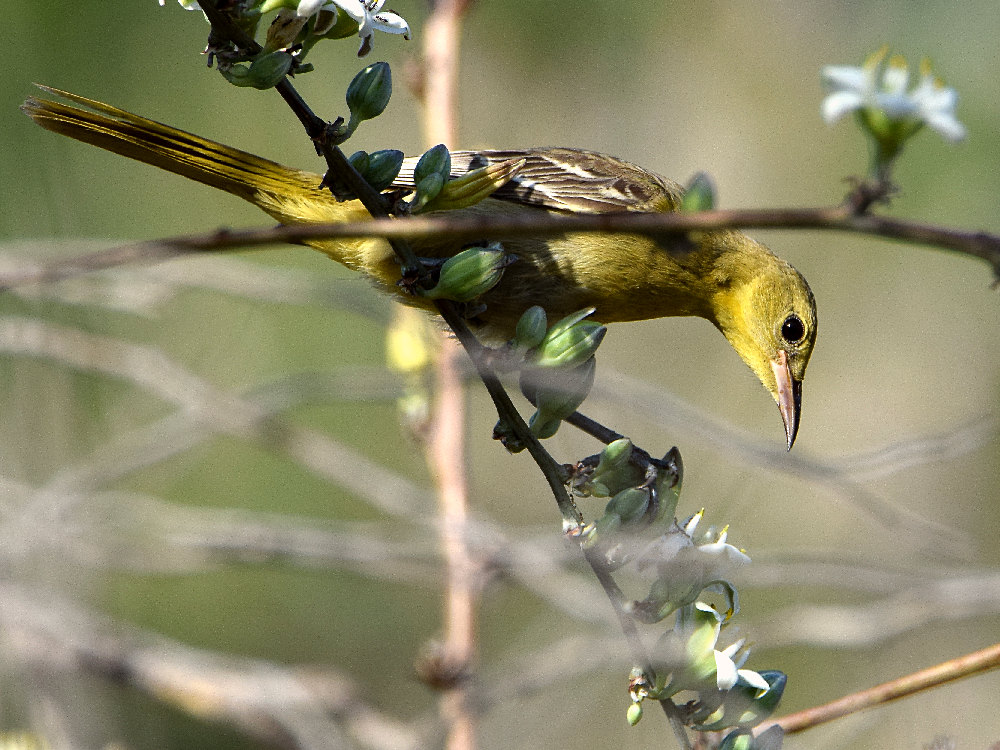 Oriole6.jpg