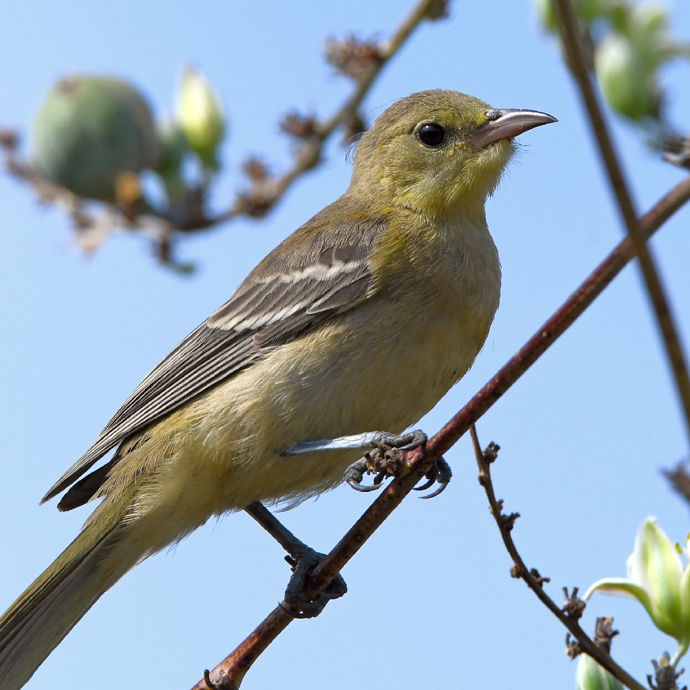 Oriole6.jpg