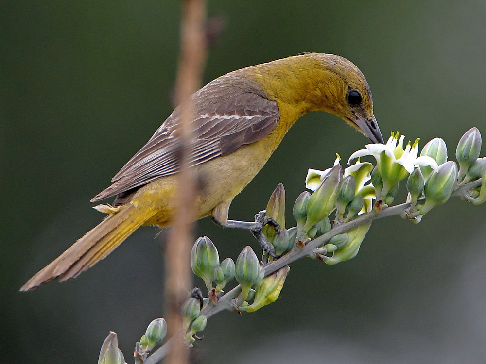 Oriole6.jpg