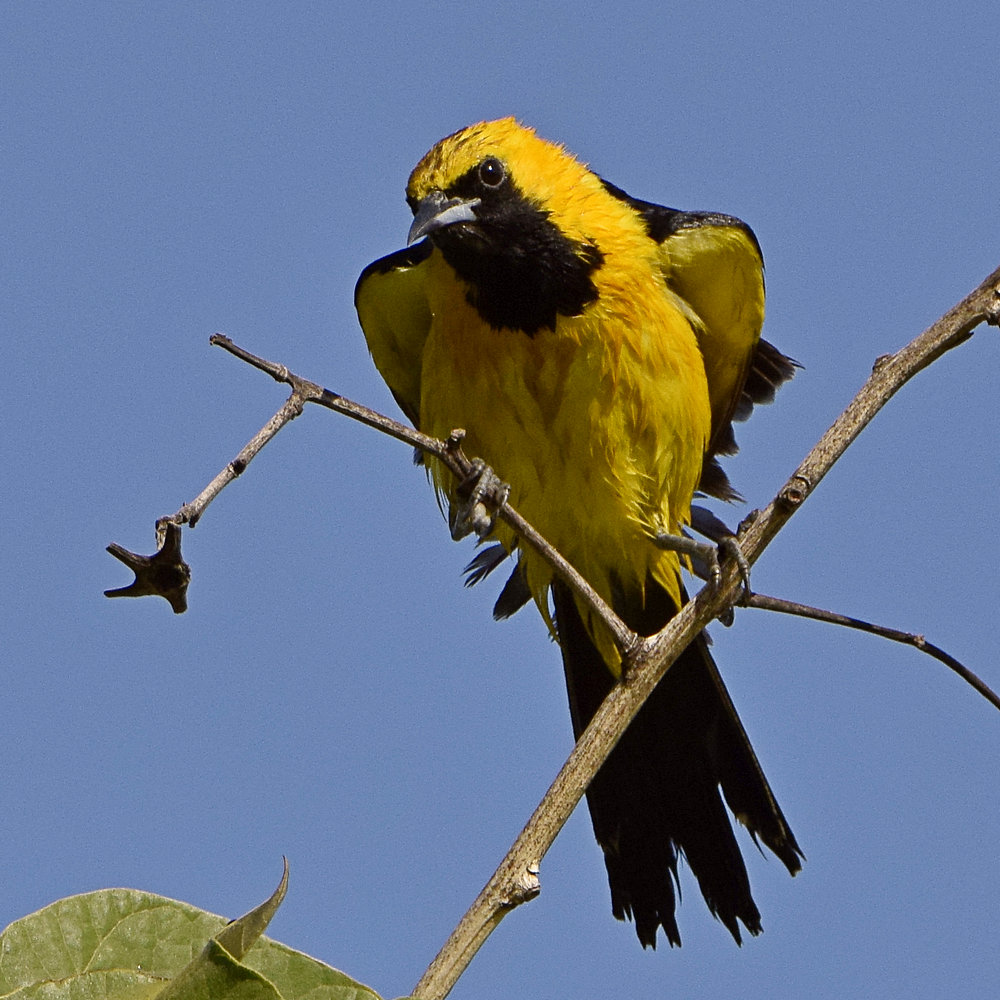 Oriole6.jpg