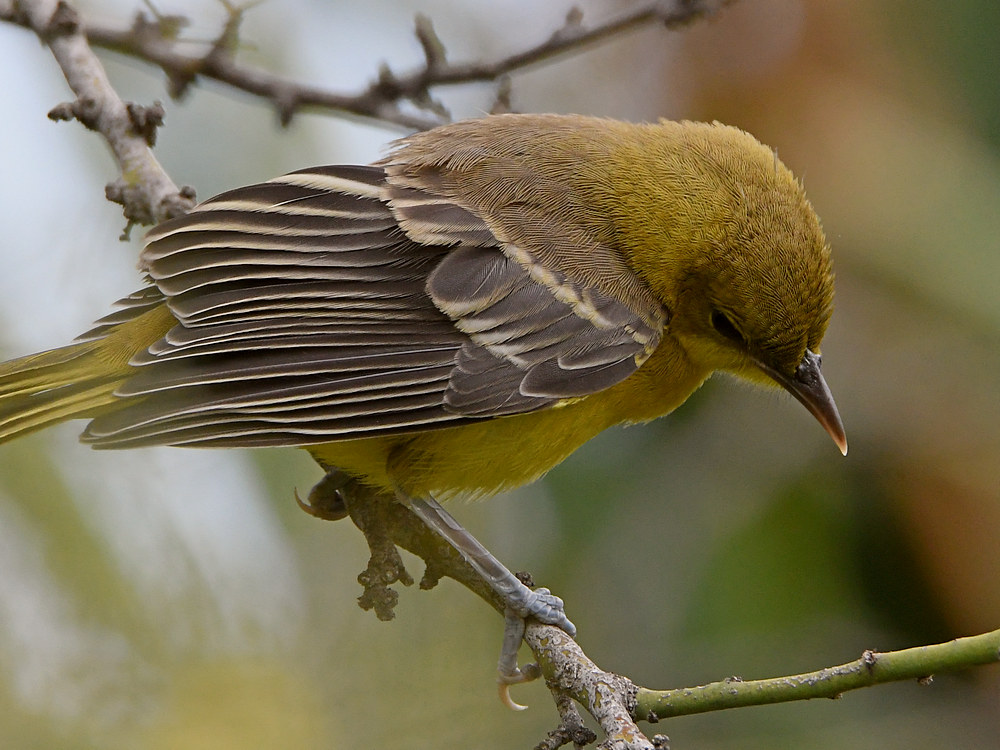 Oriole6.jpg
