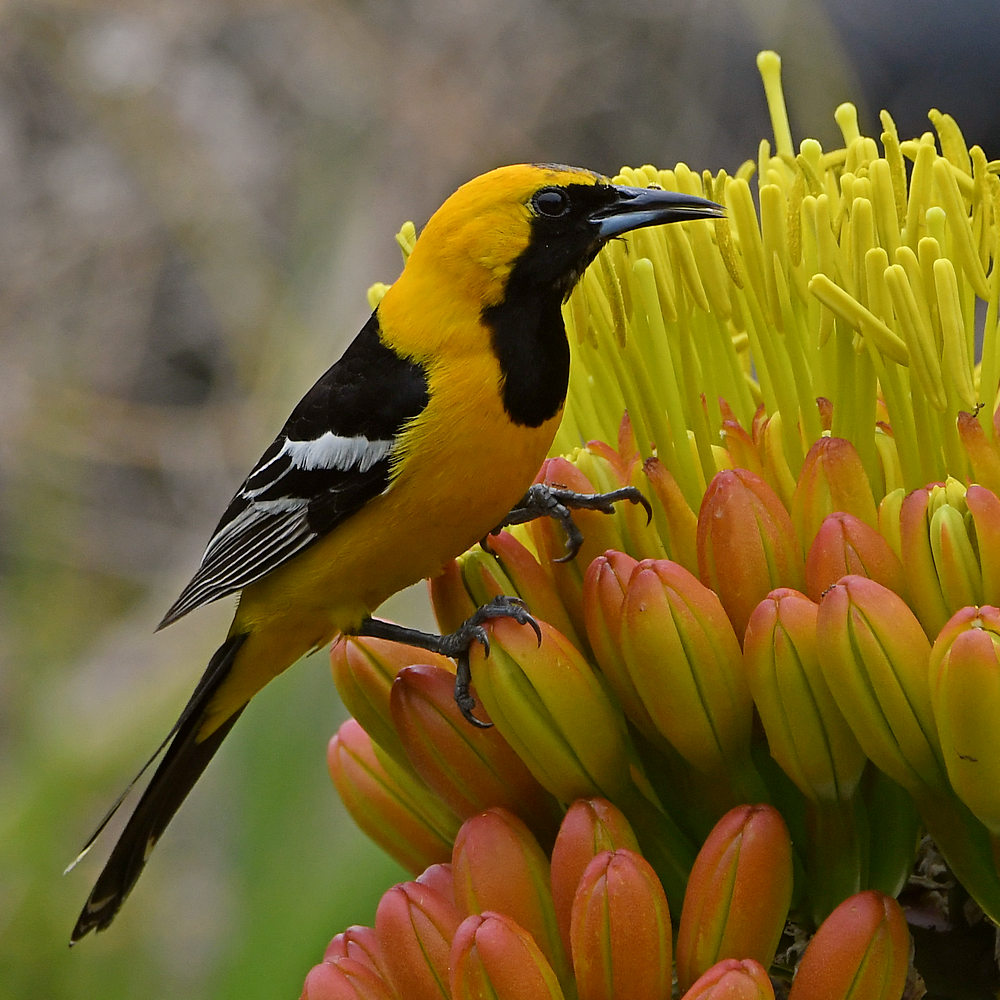 Oriole6.jpg