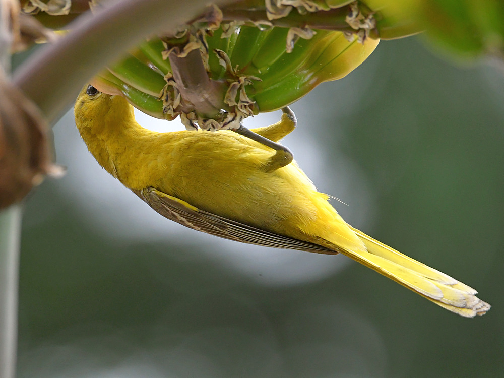 Oriole6.jpg