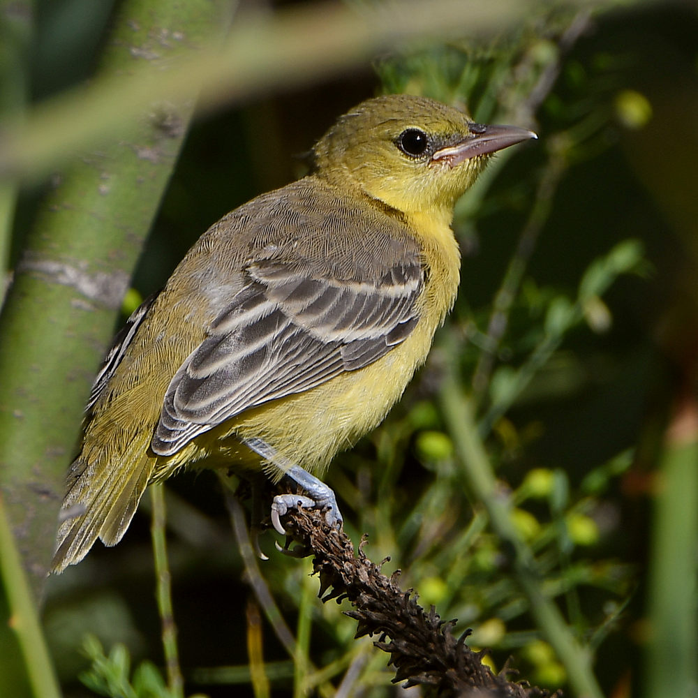 Oriole6.jpg