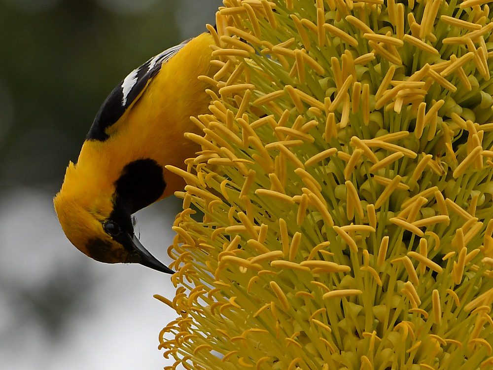 Oriole6.jpg