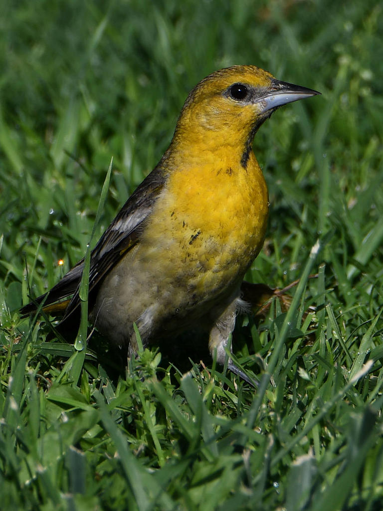 Oriole6.jpg