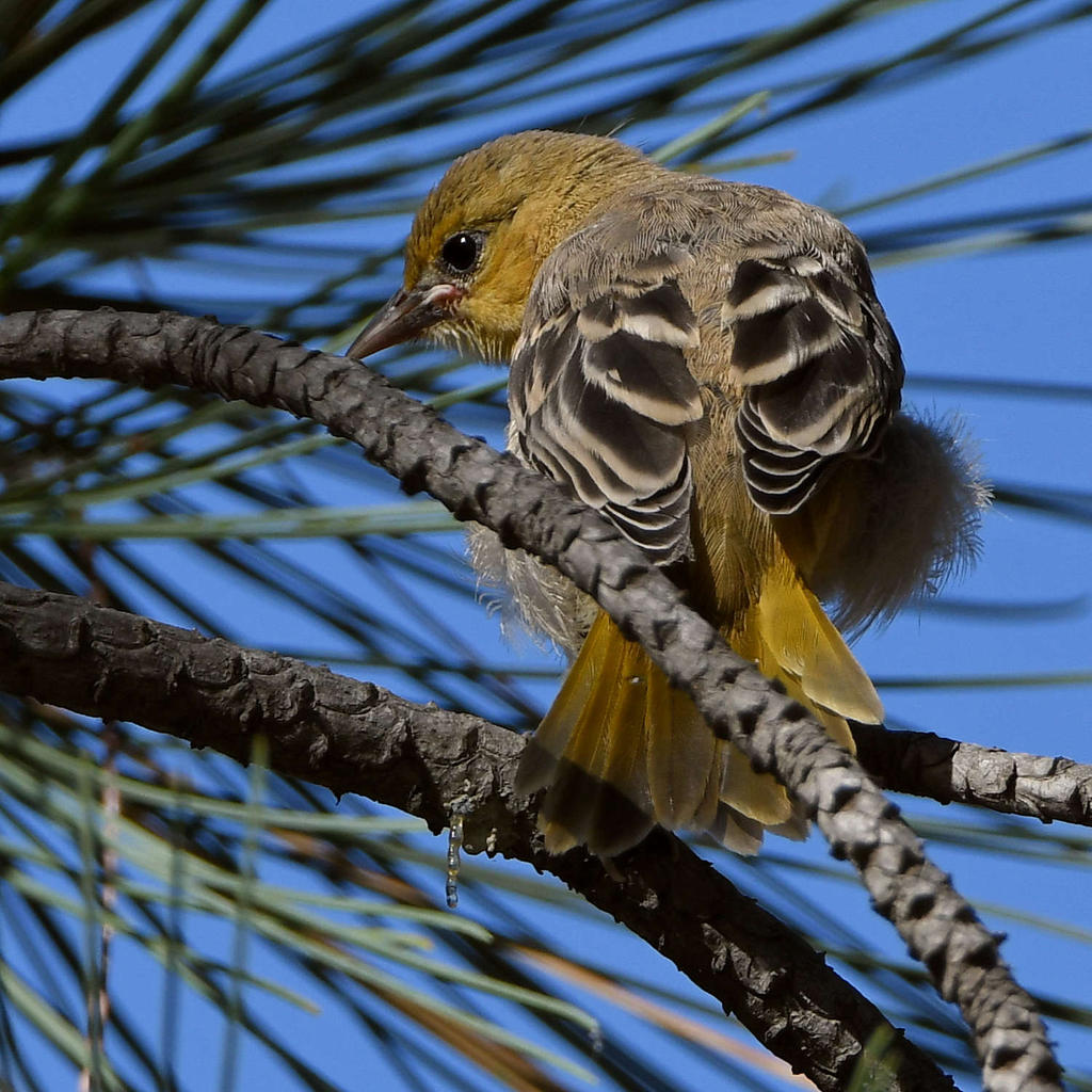 Oriole6.jpg