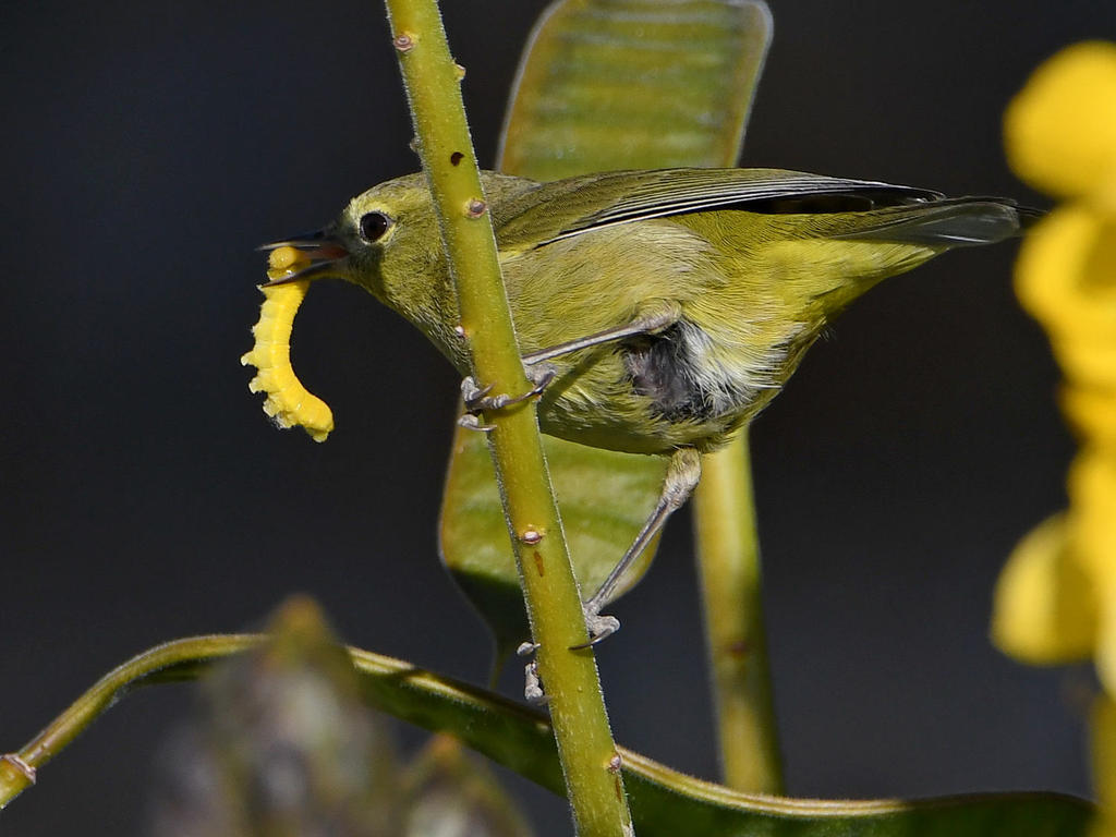 Oriole6.jpg
