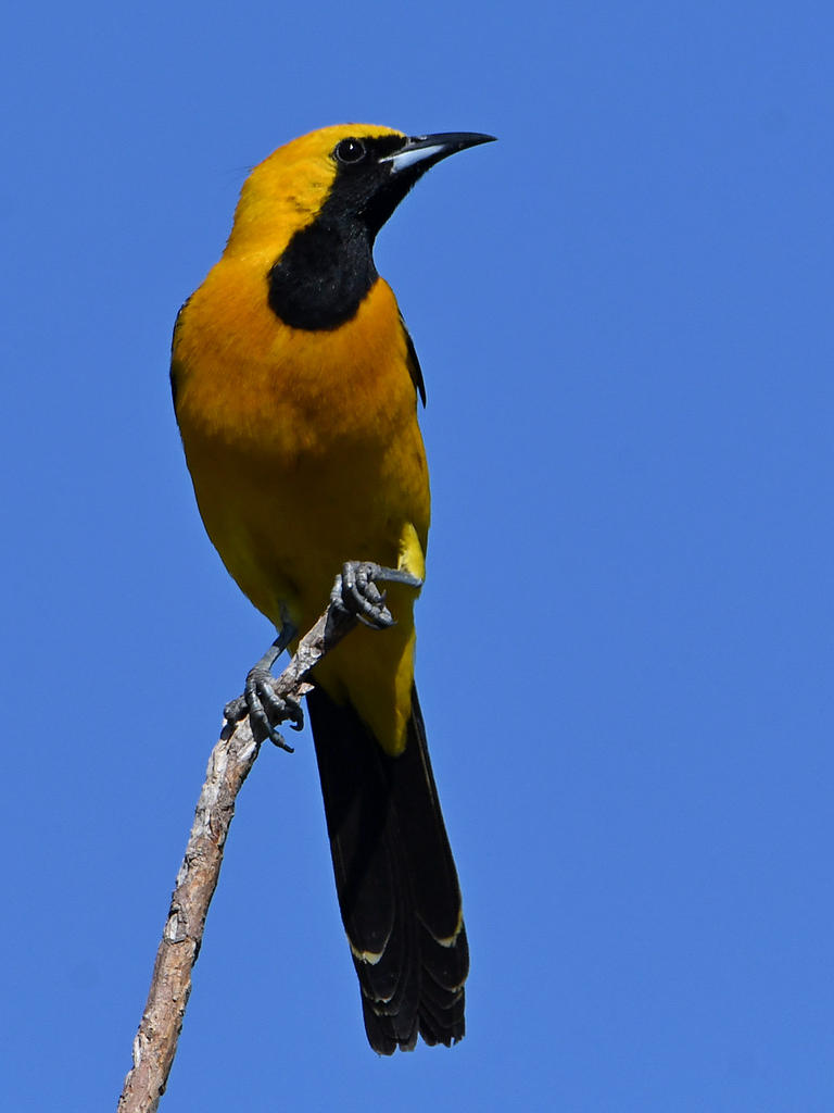 Oriole6.jpg