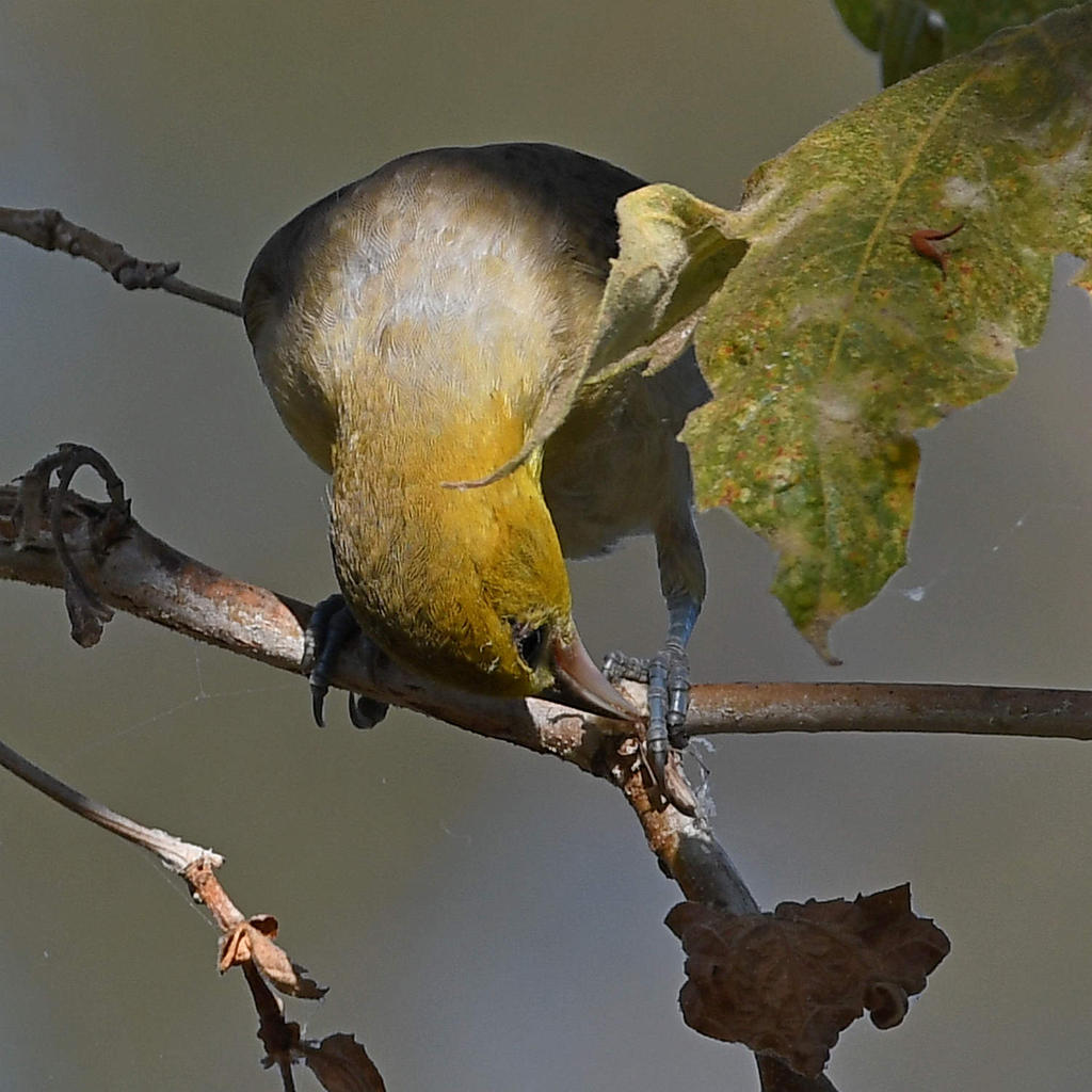 Oriole6.jpg