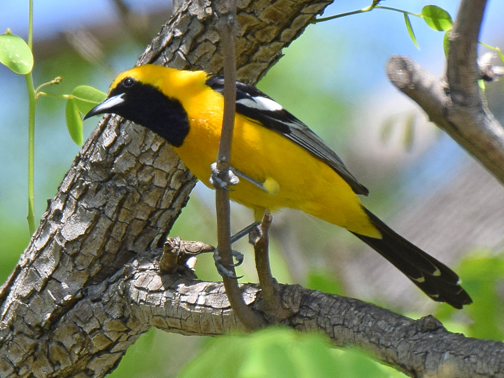 Oriole7.jpg