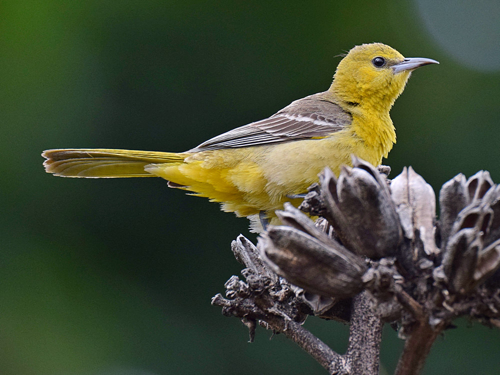 Oriole7.jpg