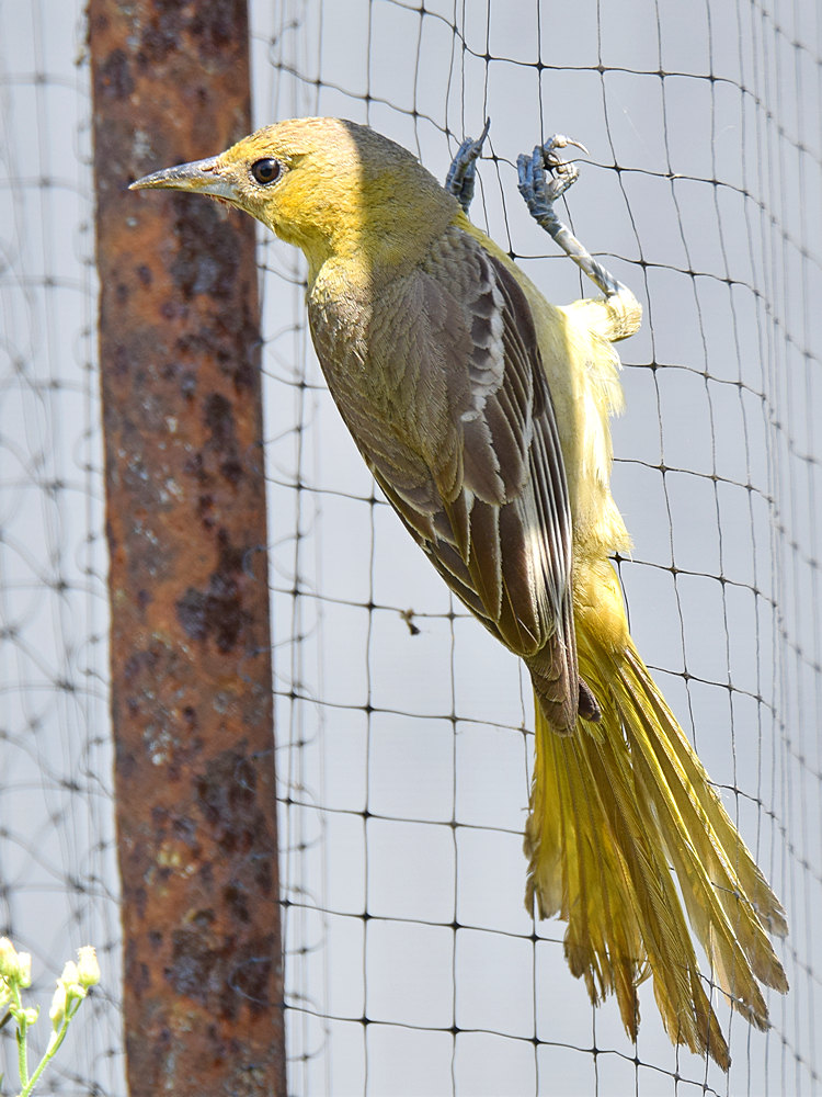 Oriole7.jpg