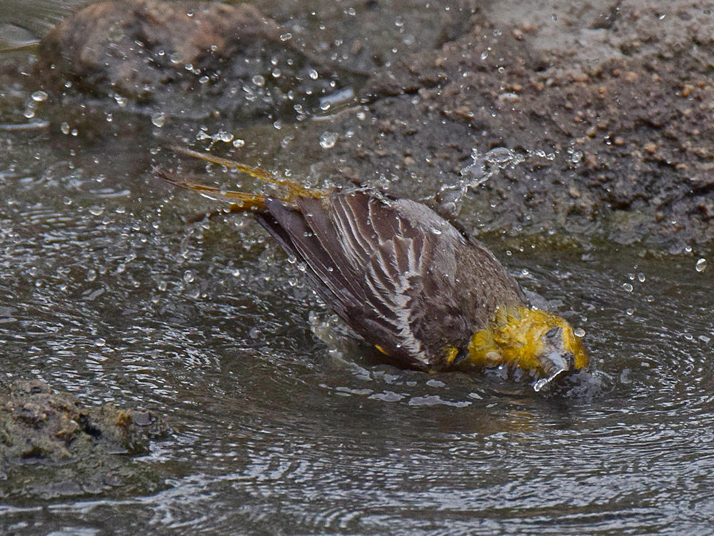 Oriole7.jpg