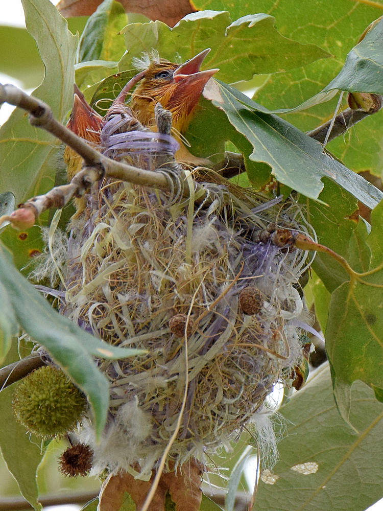 Oriole7.jpg