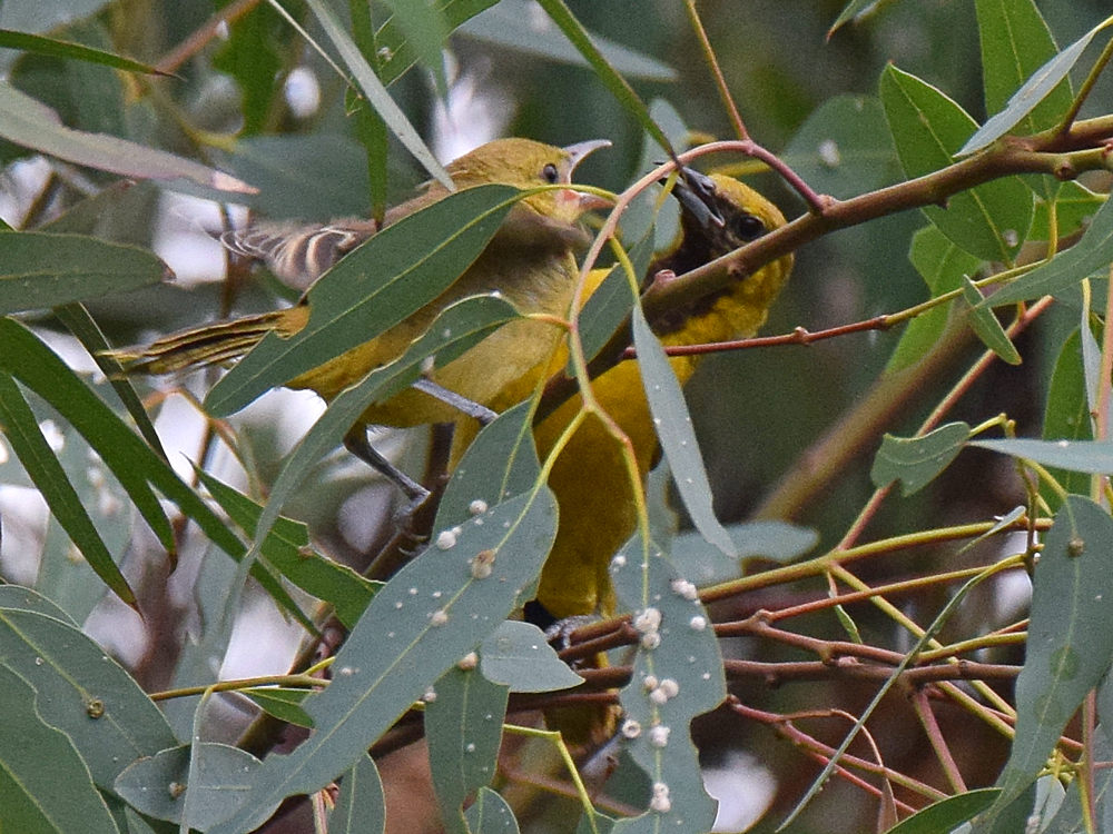 Oriole7.jpg