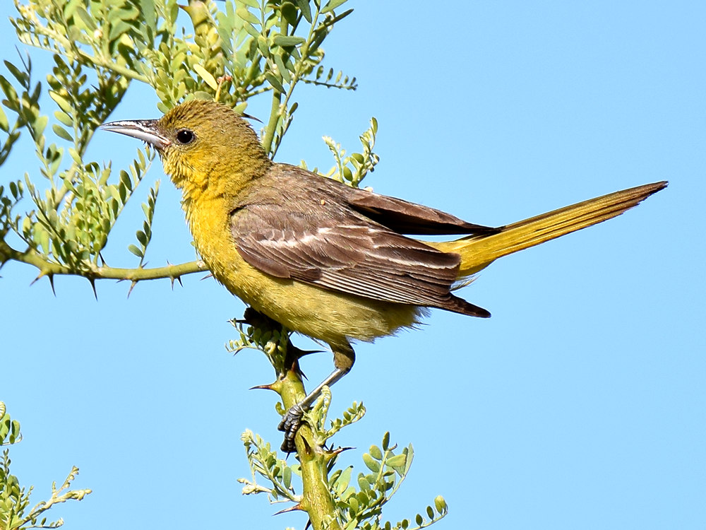 Oriole7.jpg