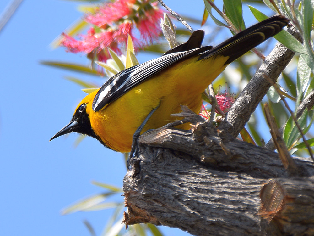 Oriole7.jpg