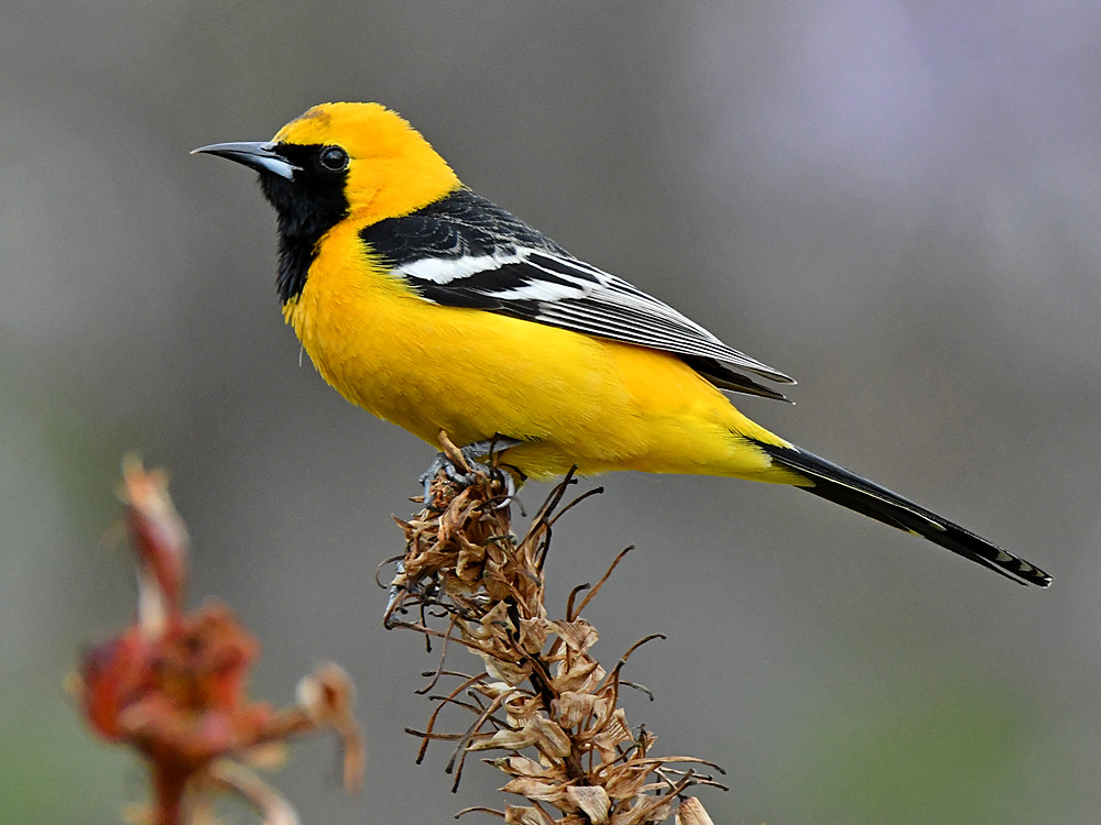 Oriole7.jpg
