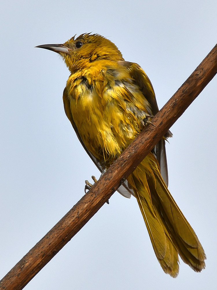 Oriole7.jpg