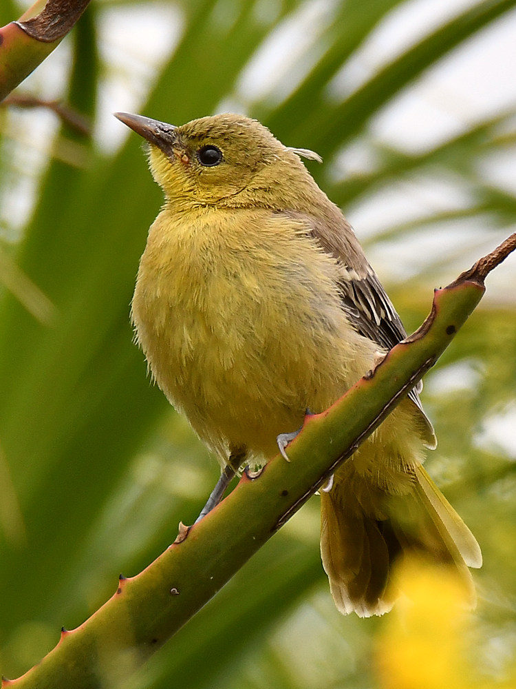 Oriole7.jpg