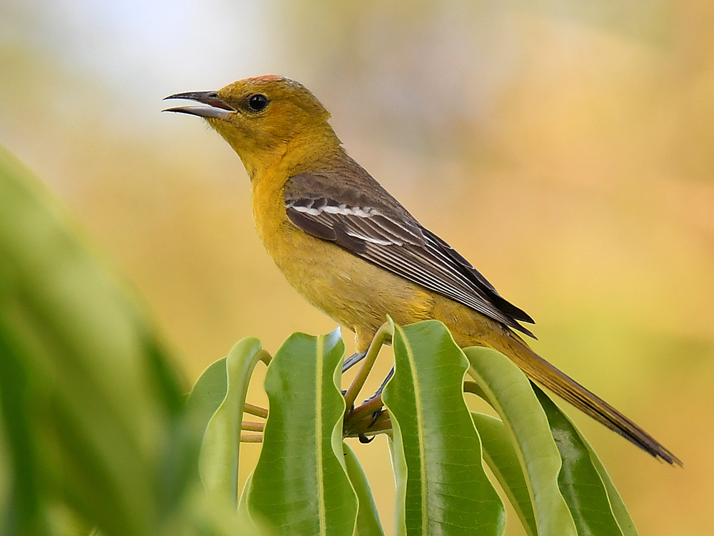 Oriole7.jpg