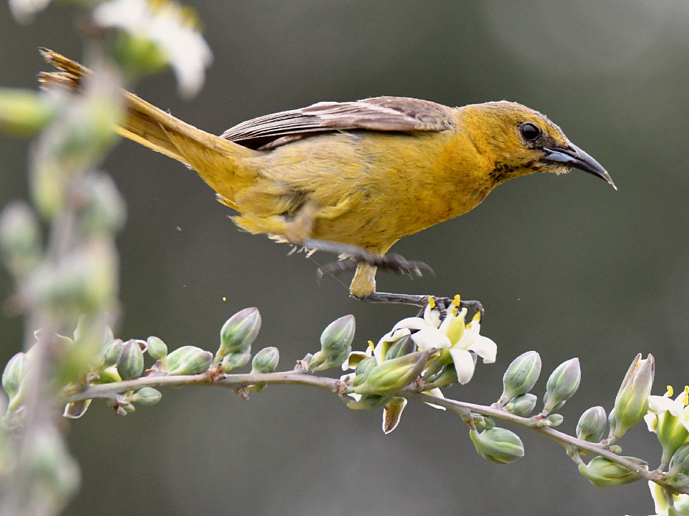 Oriole7.jpg