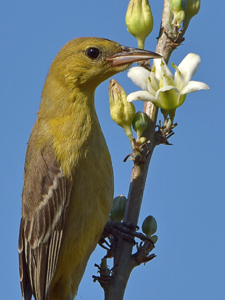 Oriole7.jpg