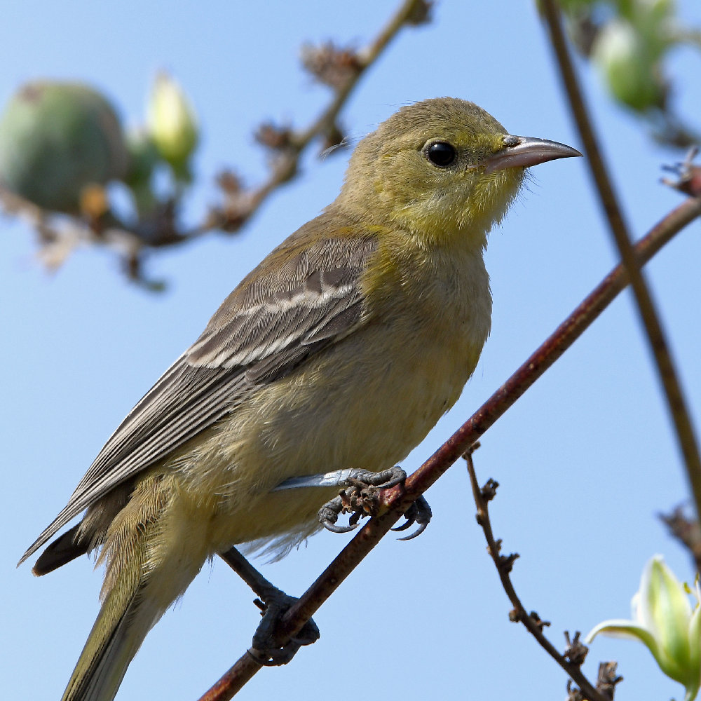 Oriole7.jpg