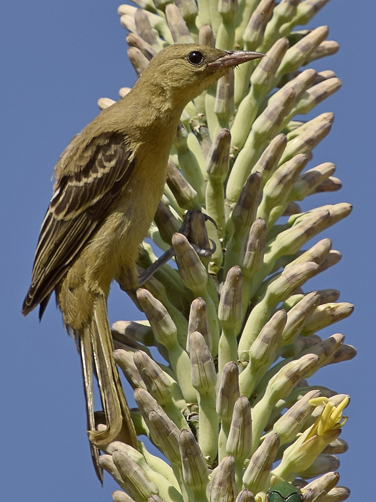 Oriole7.jpg