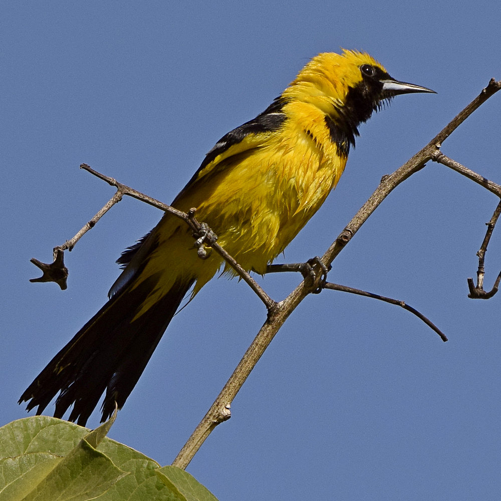 Oriole7.jpg