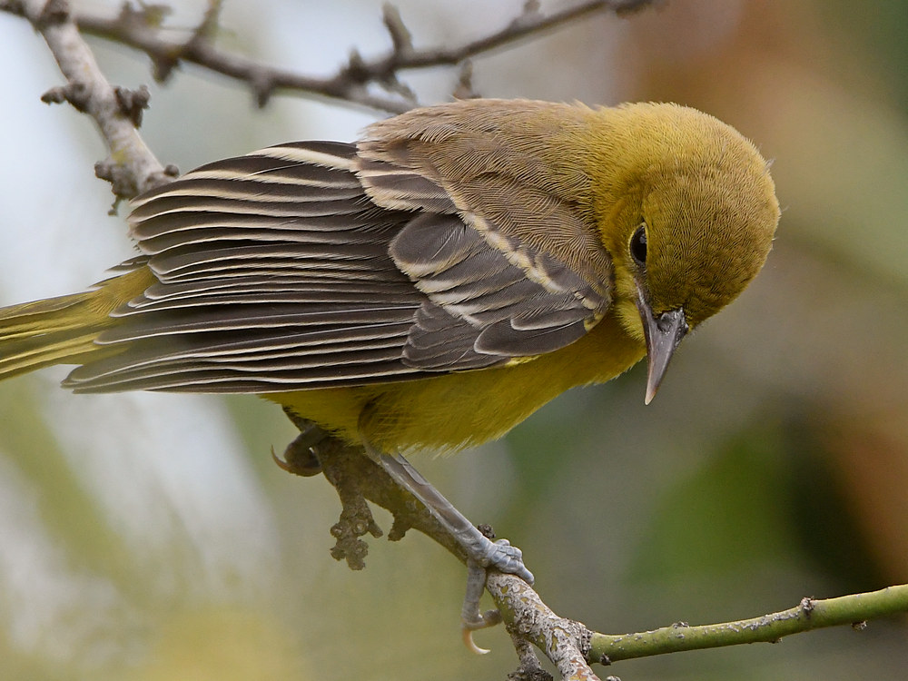 Oriole7.jpg