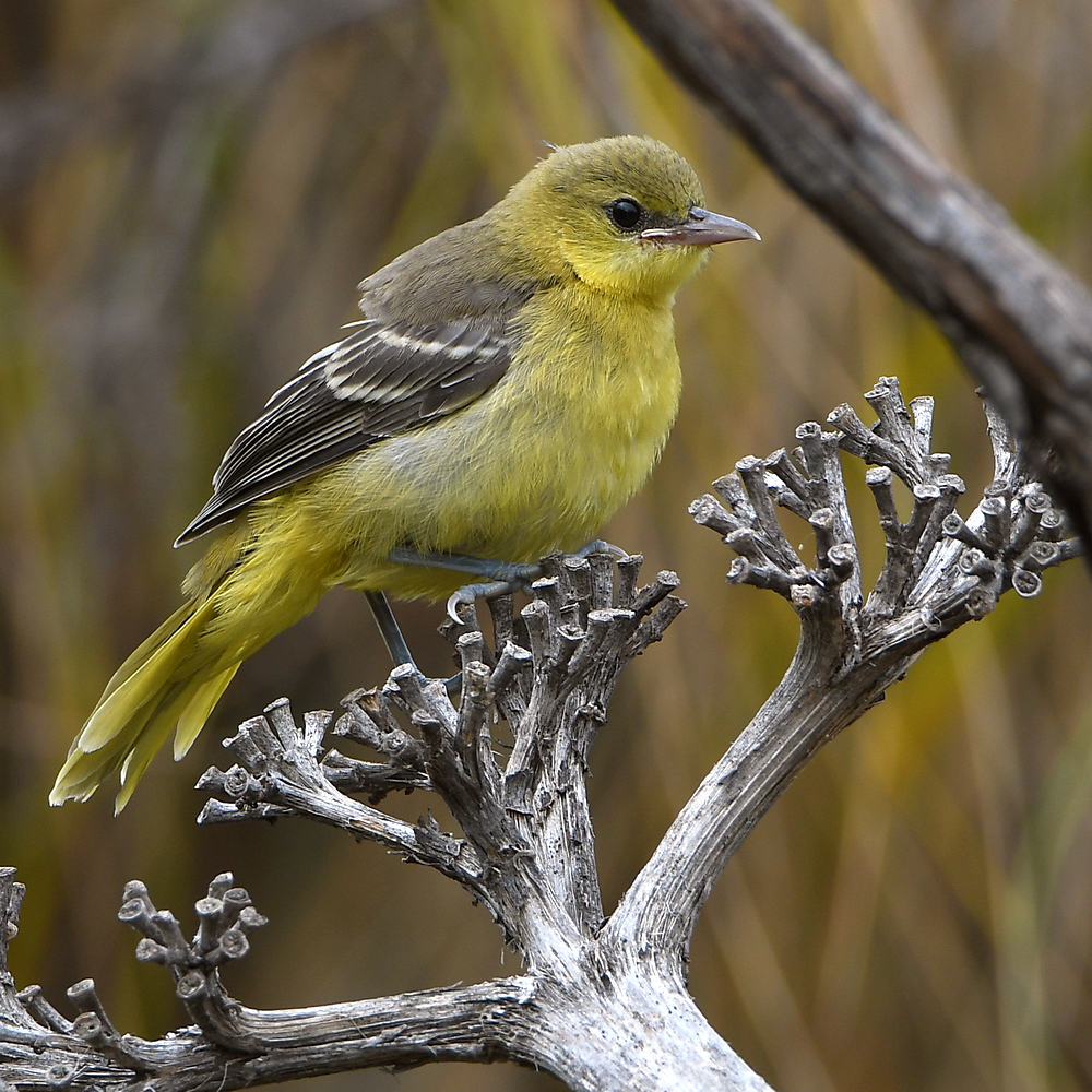 Oriole7.jpg