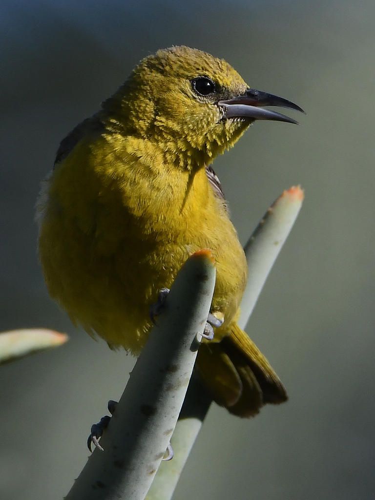 Oriole7.jpg