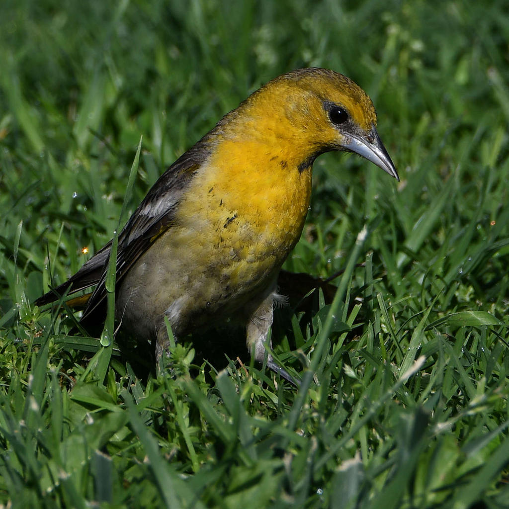 Oriole7.jpg