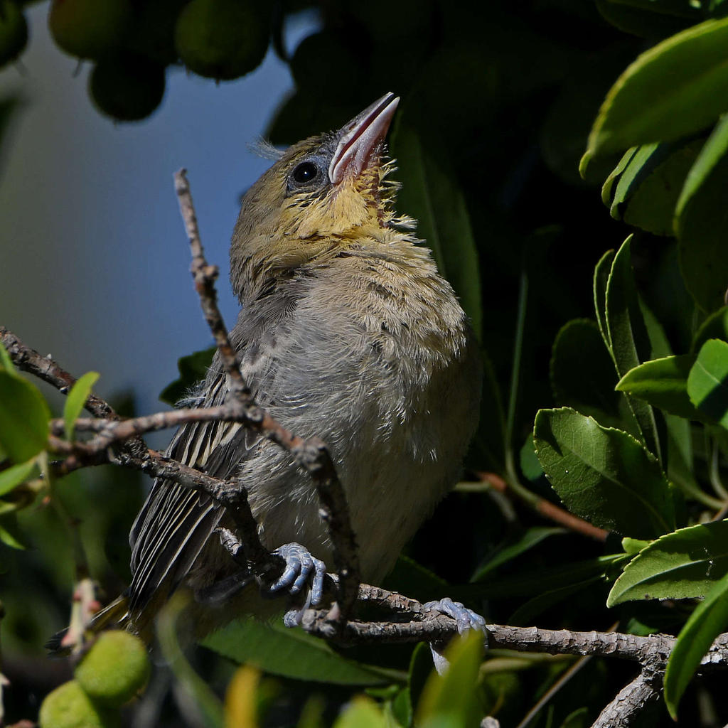 Oriole7.jpg