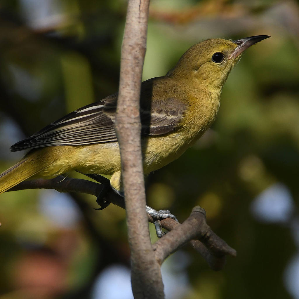 Oriole7.jpg