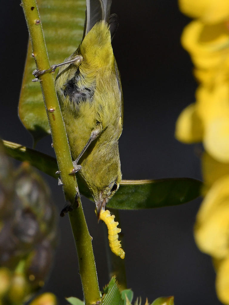 Oriole7.jpg