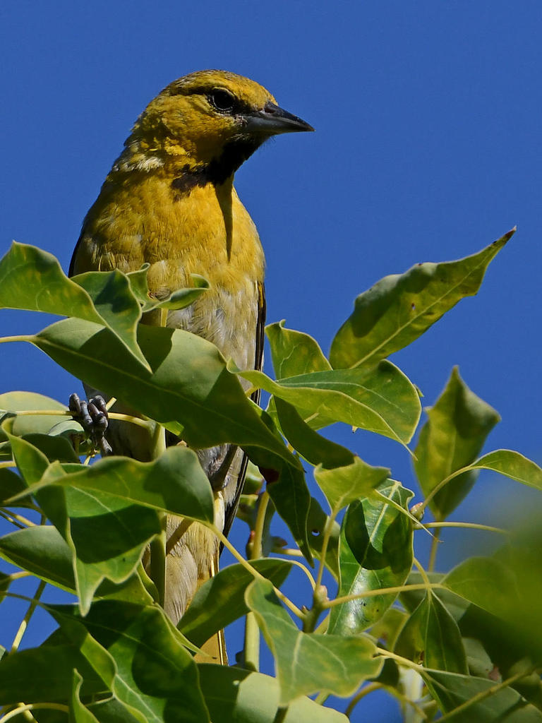 Oriole7.jpg
