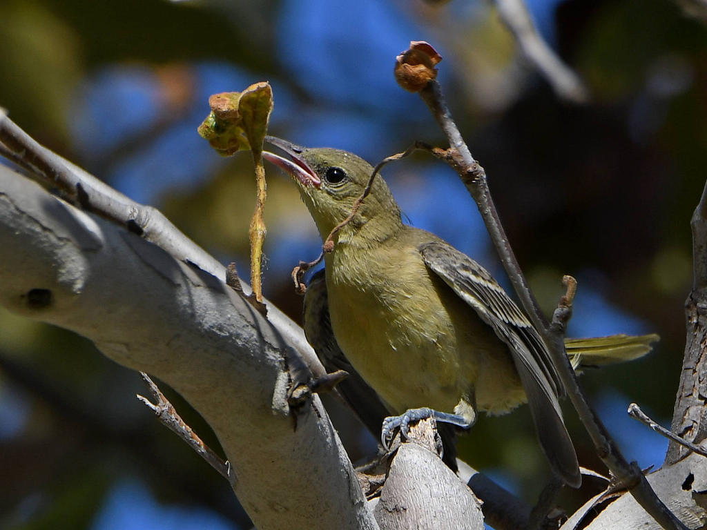 Oriole7.jpg