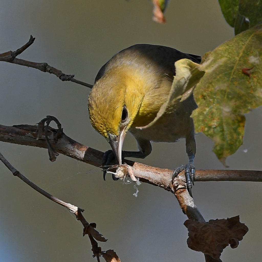Oriole7.jpg