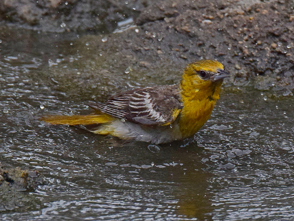 Oriole8.jpg