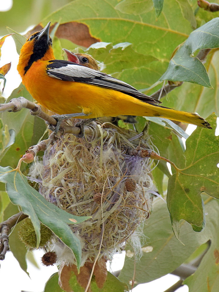 Oriole8.jpg