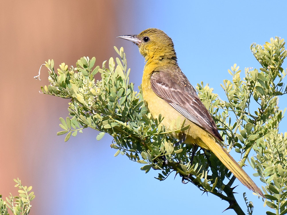 Oriole8.jpg